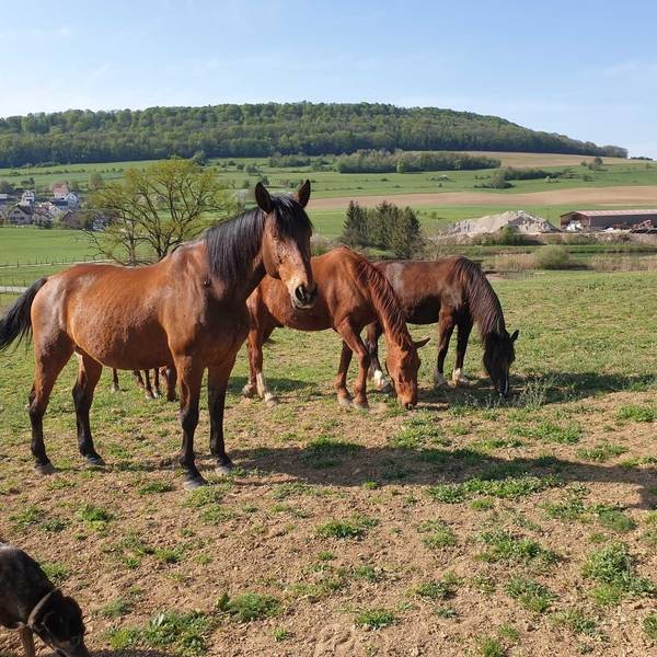 chevaux-ecurie-source