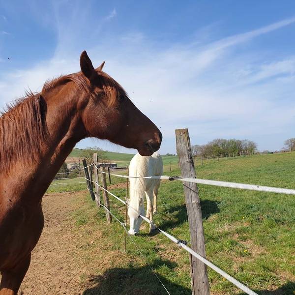 nos-chevaux