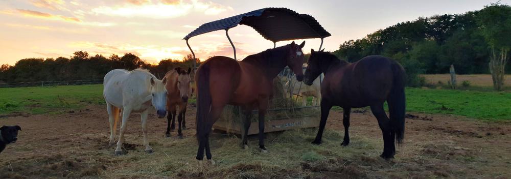 chevaux-foin