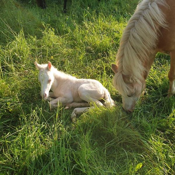 penison-cheval
