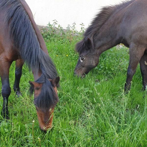 chevaux-pension